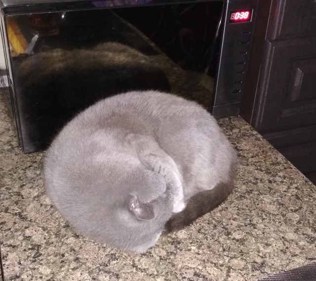 Котодед.