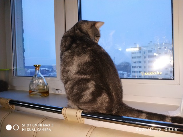 К - Котогеничность