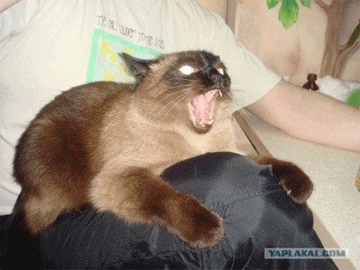 Фотожаба: Что с котэ?