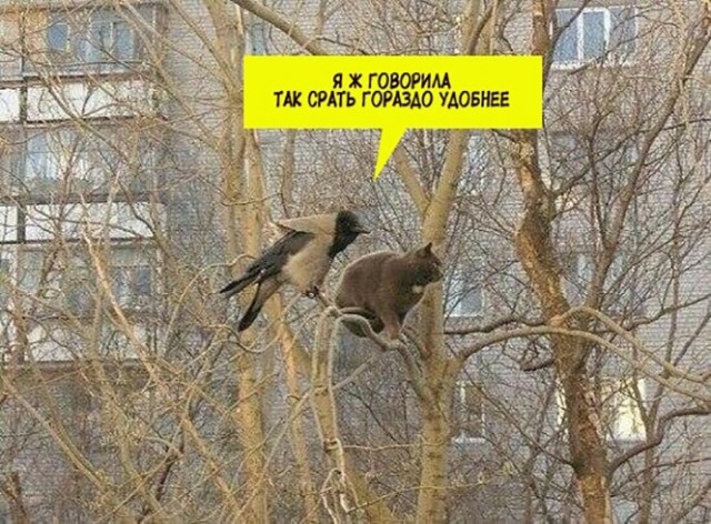 Баянисто-небаянистый юмор 15.02.21