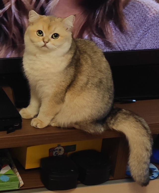 Тихий шерстяной час
