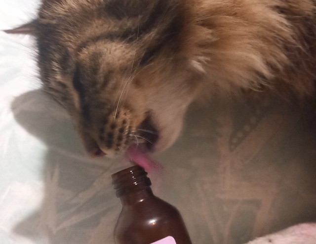 Даешь котовторник!