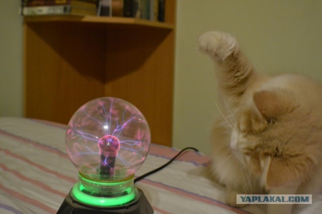 Кошка Варя