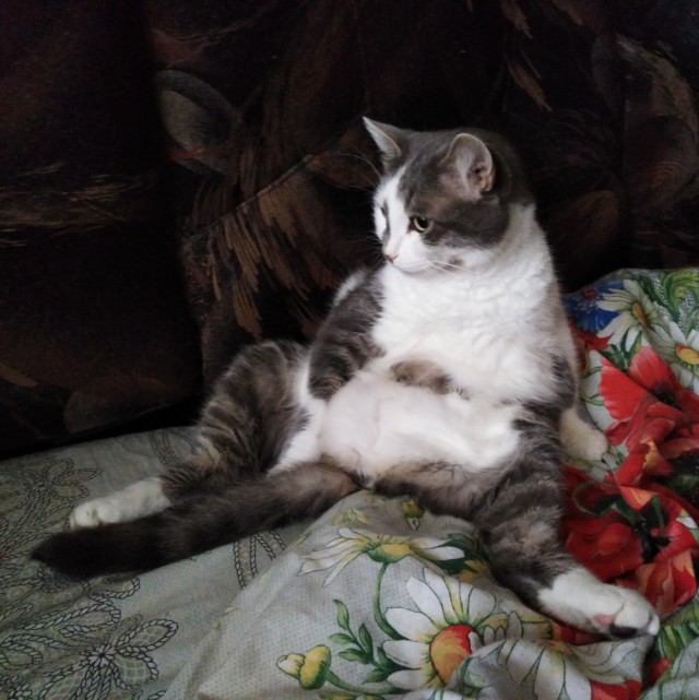 Котенок Ричард