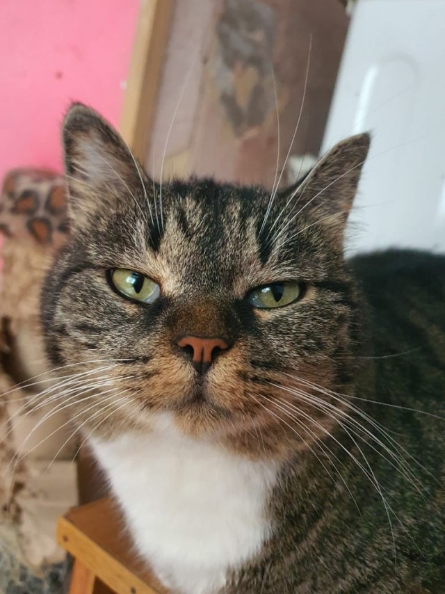 Котовторник