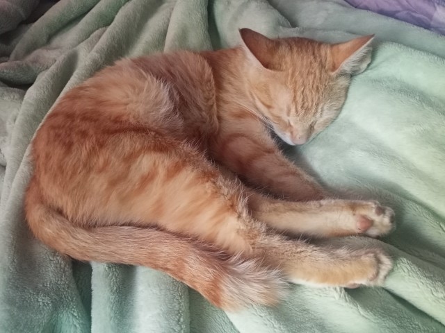 Солнце котовторника уже встало, Господа!