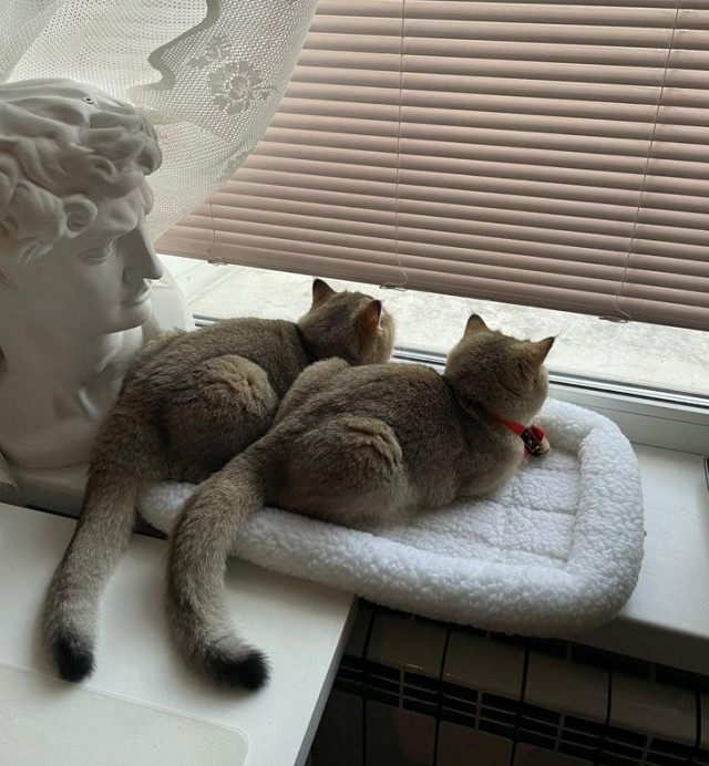 Котовторник так котовторник