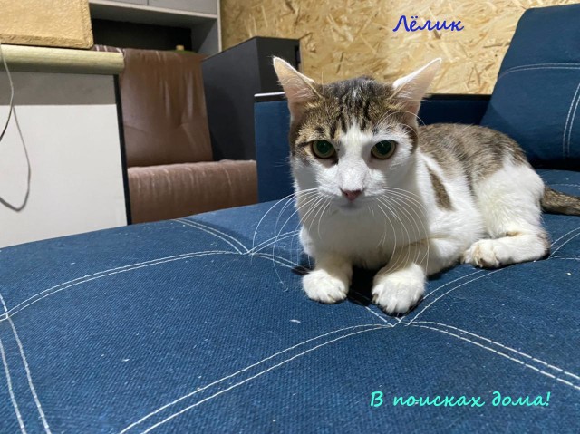 Жизнь домашнего приюта "Котоленд" 314