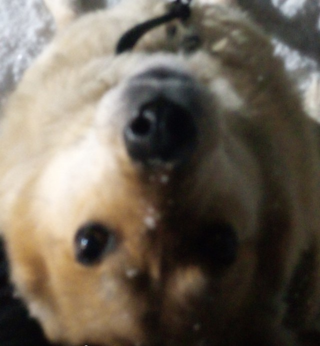 Нос