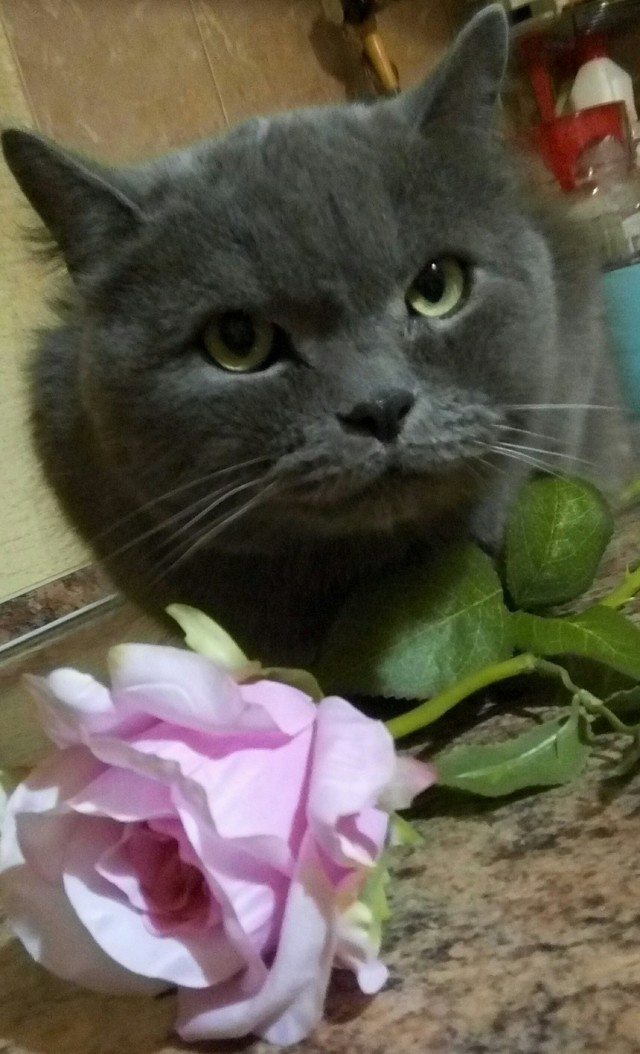Мордатость