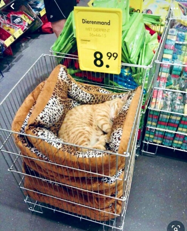 К котофторнику