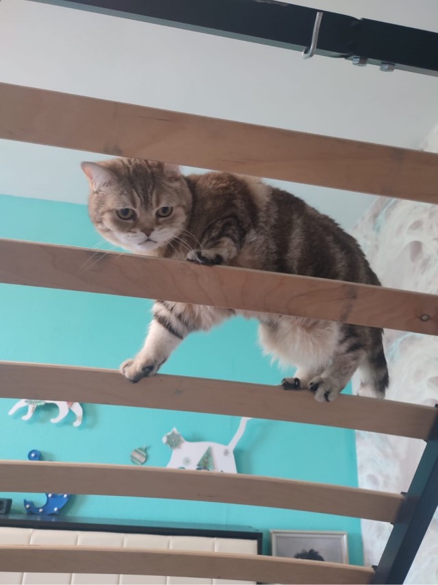 Котовторник 18.10.22