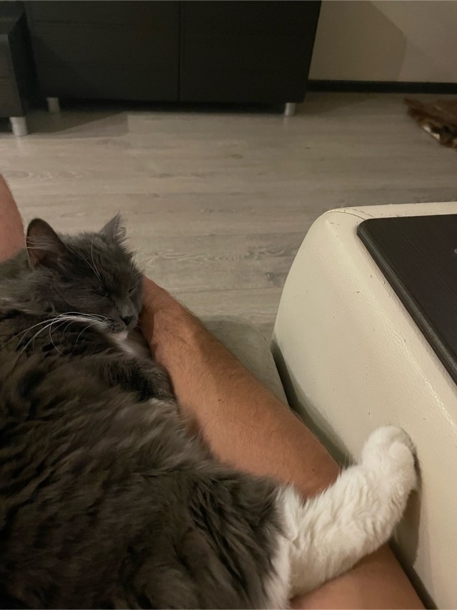 А как вы спите с котиком?