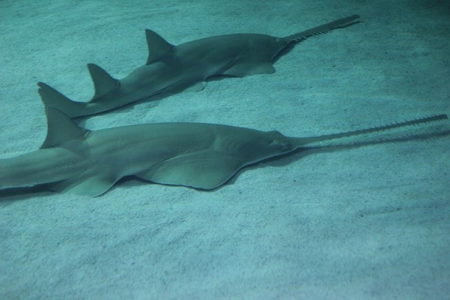 Деревенская Америка