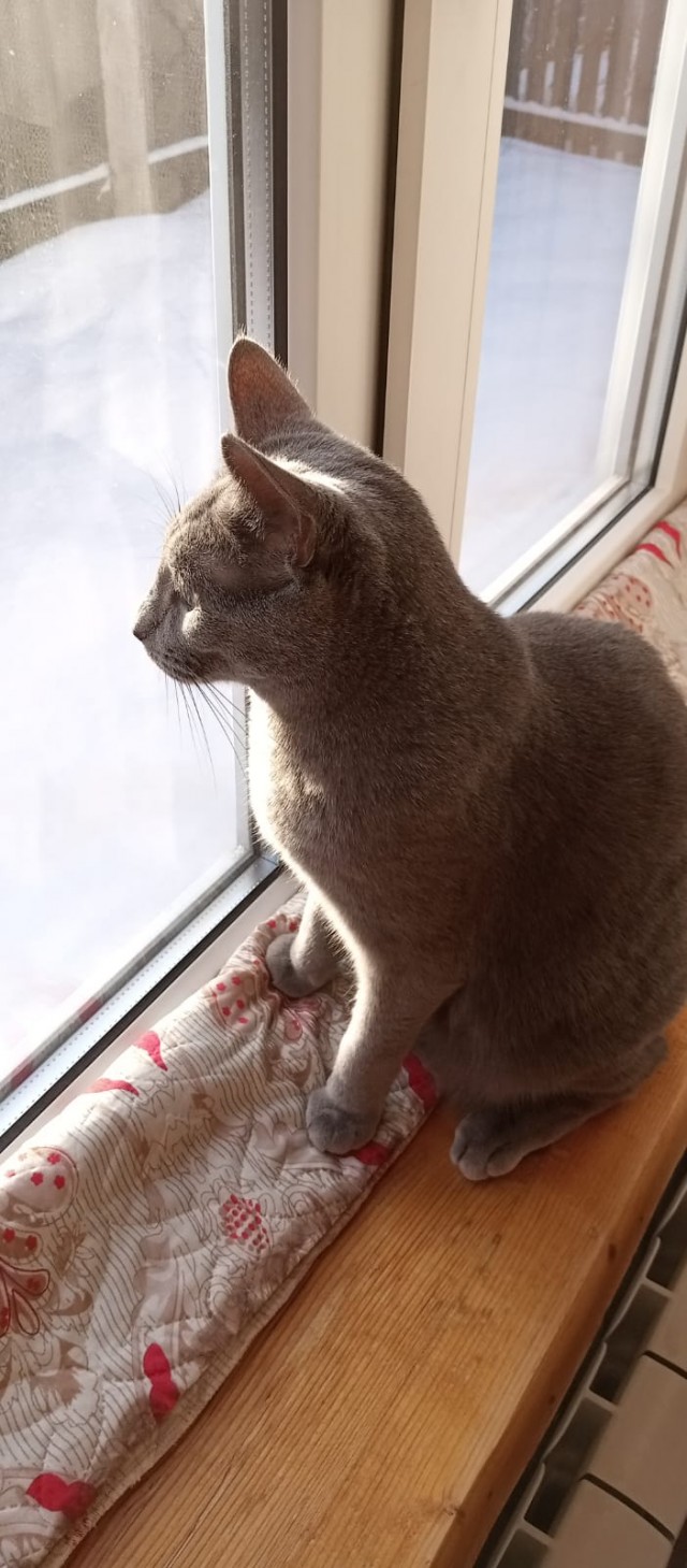 Почему грустят котики?