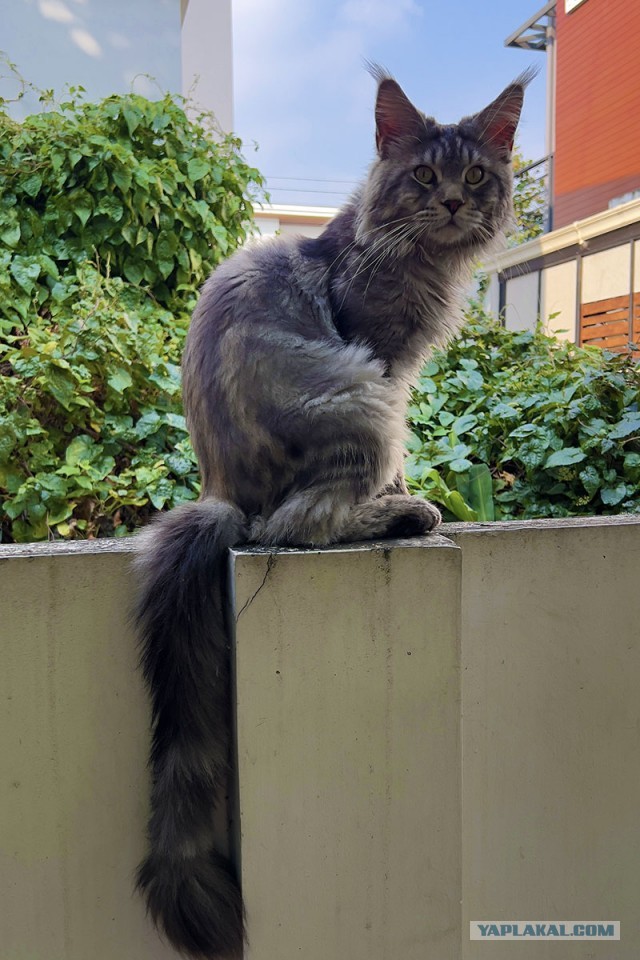 К котовторнику