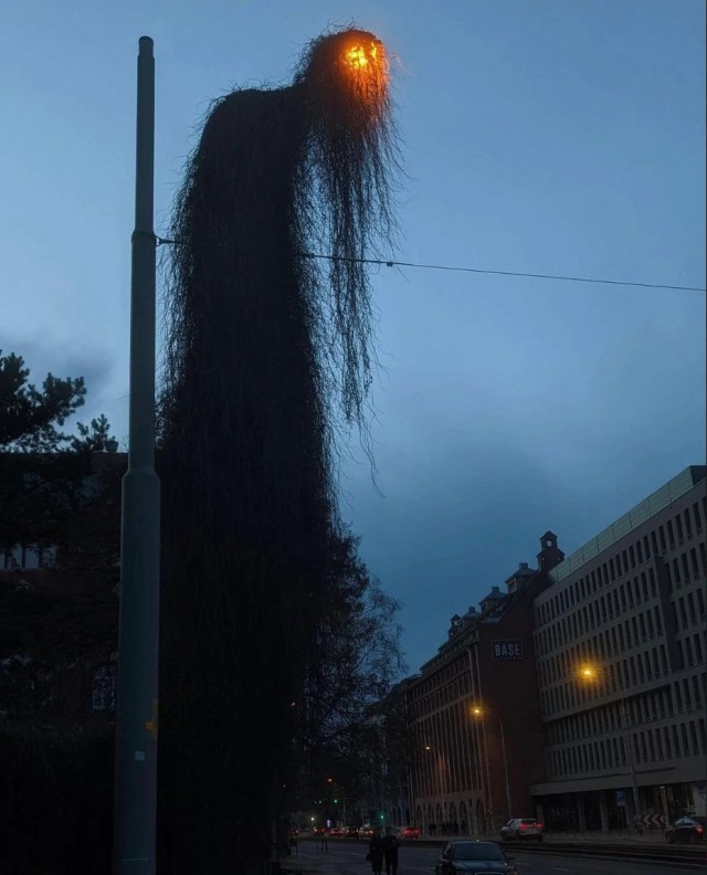«Танцующее» дерево Суматры.