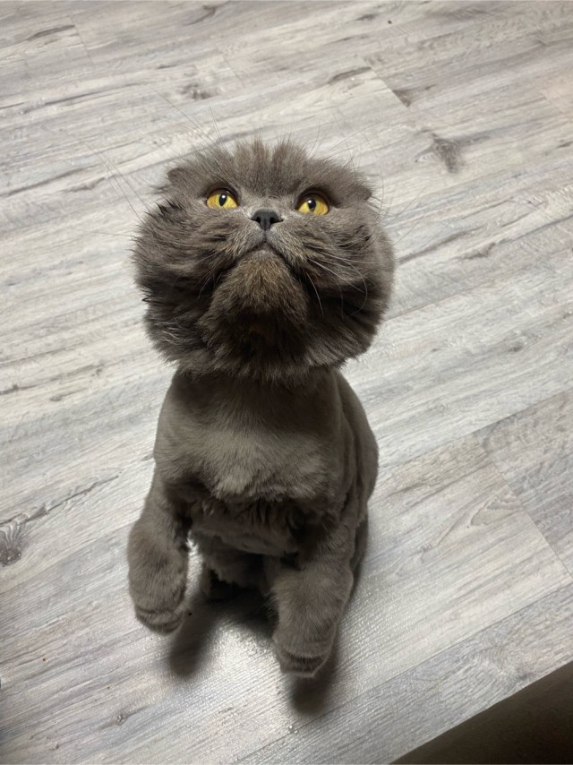 Сегодня всемирный день кошек!