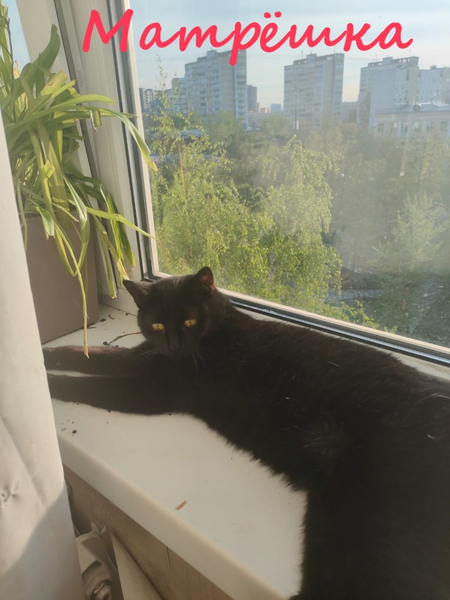 Жизнь домашнего приюта "Котоленд" 386