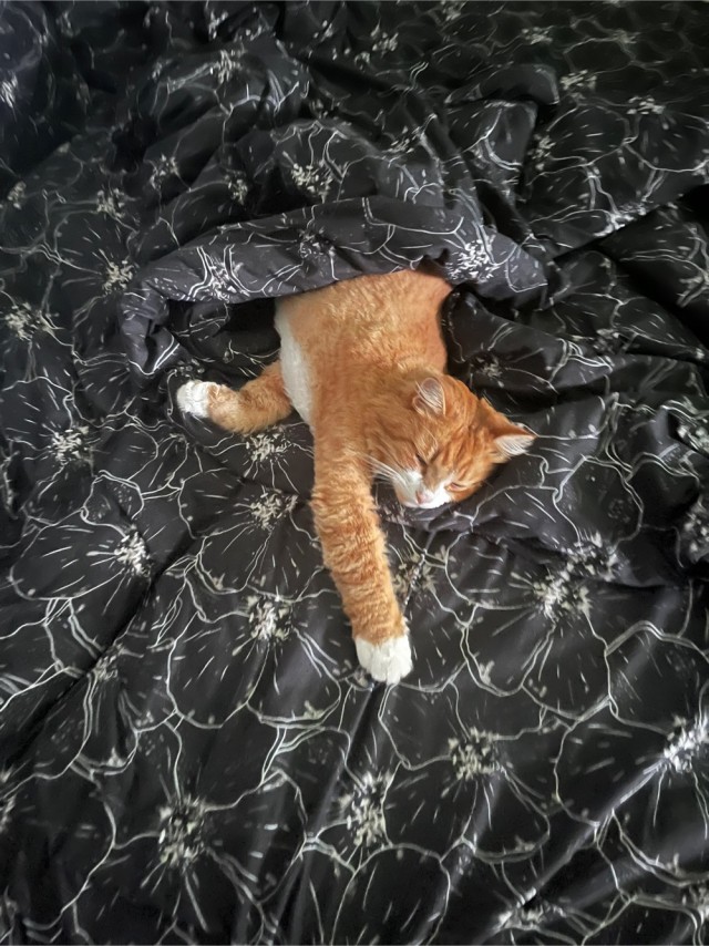 Котовторник Рыжих