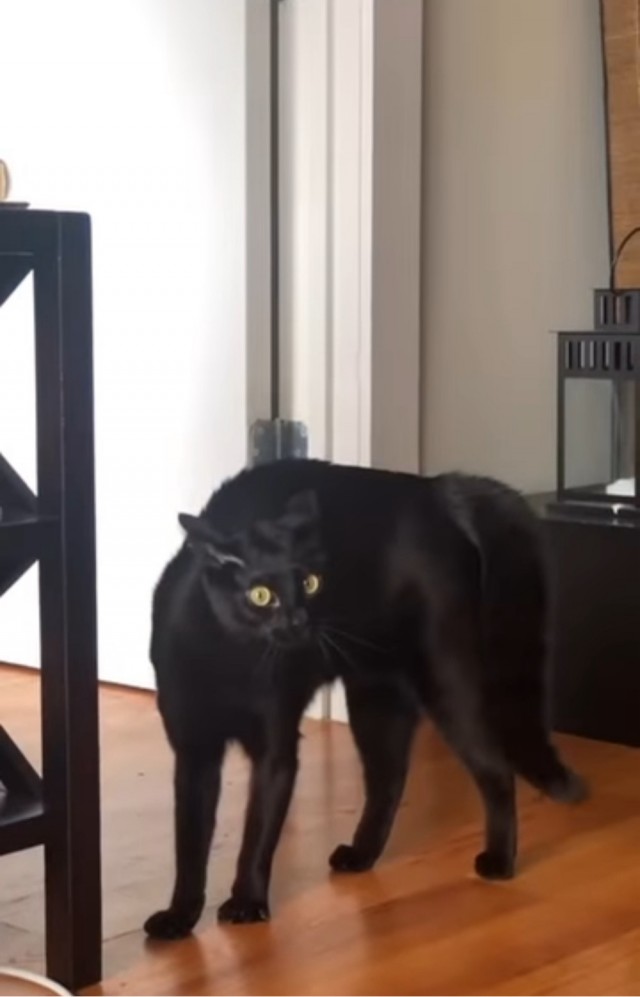 Котячье бесо*бство