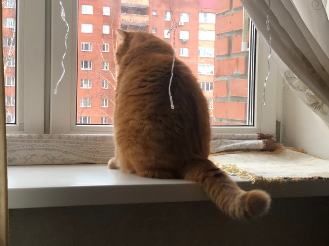 Моника
