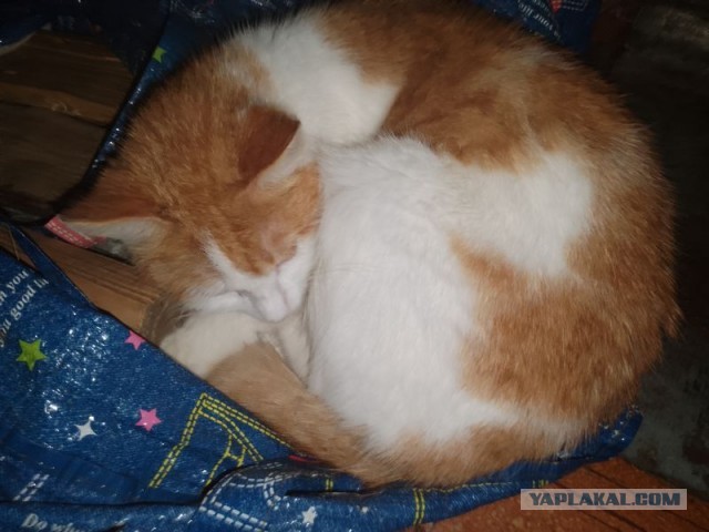 Жизнь домашнего приюта для котеек 484