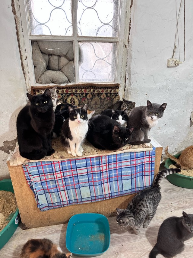 Кошачий приют