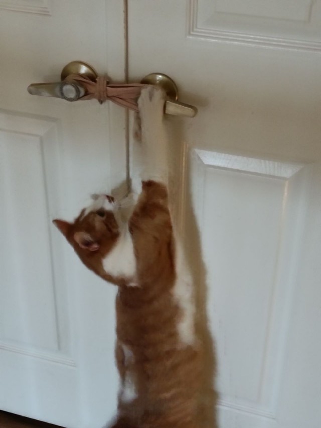 Американские коты и цветы - 8