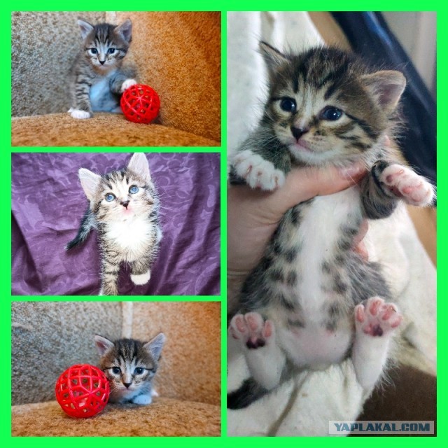 Отдам котят