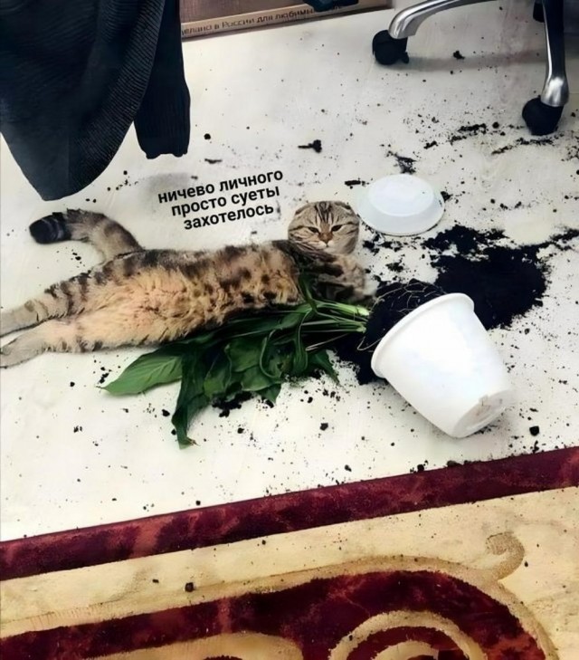 Котовторник в картинках