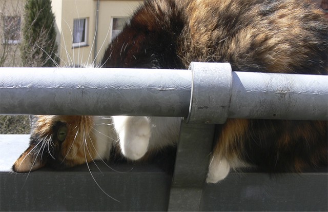 Котовторник 21.05.2013
