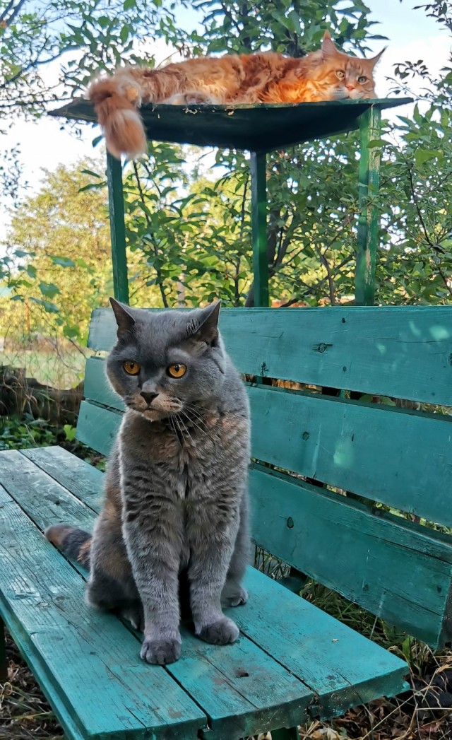 Котовторник!
