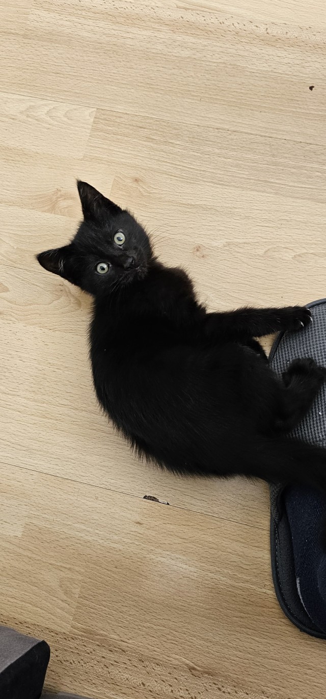 Котовторник!