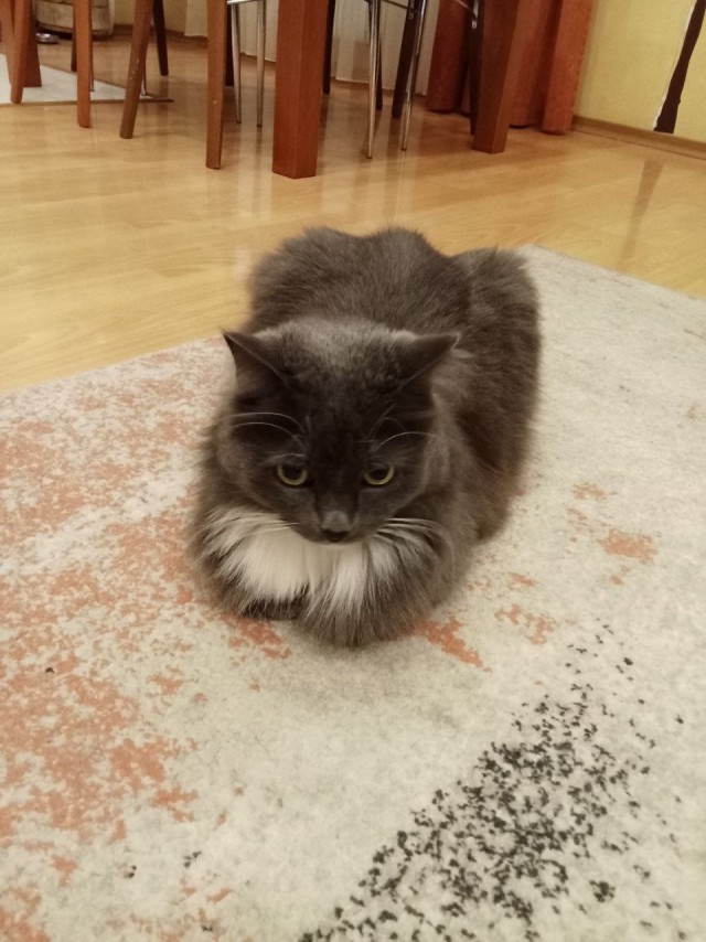 Спасли котёнка