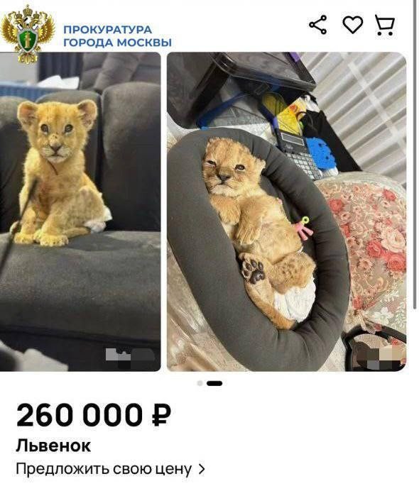 За 260 тысяч рублей пытались продать 3-месячную львицу в Москве