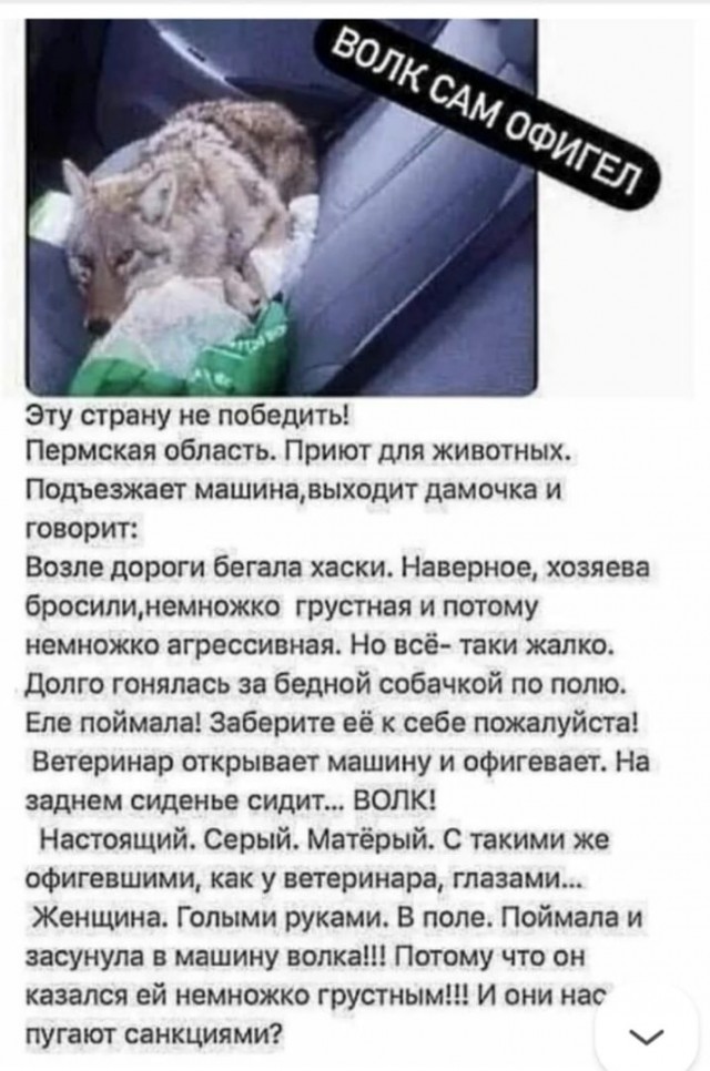 Купили пёсика