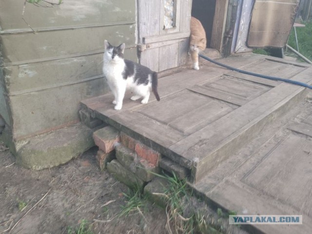 Жизнь домашнего приюта для котеек 540