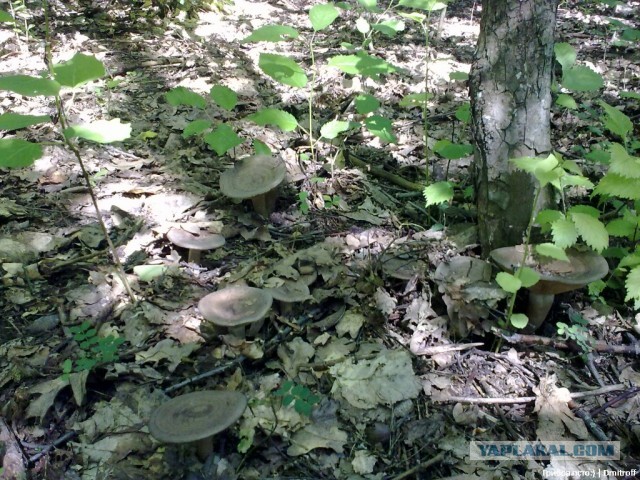 Поход за грибами,