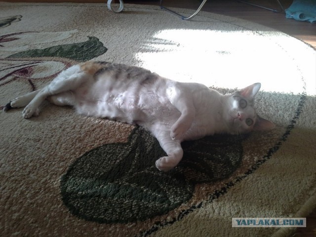 Шкаф (перезагрузка)