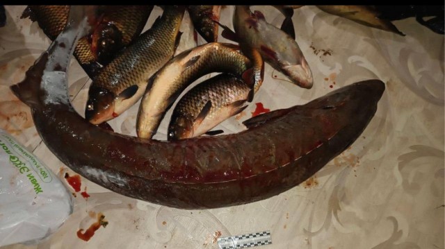 В Бурятии рыбак поссорился с женой и попал под уголовное дело из-за пойманного осетра