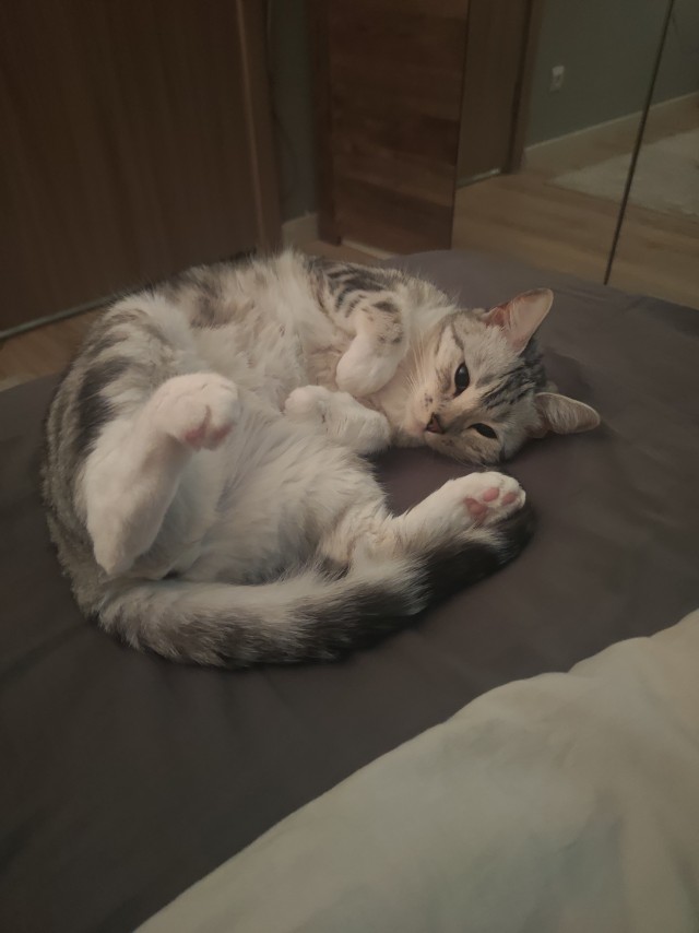 Котовторник.Наши модели
