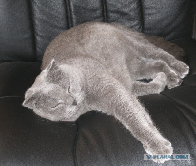 Котовторник 9.07.2013
