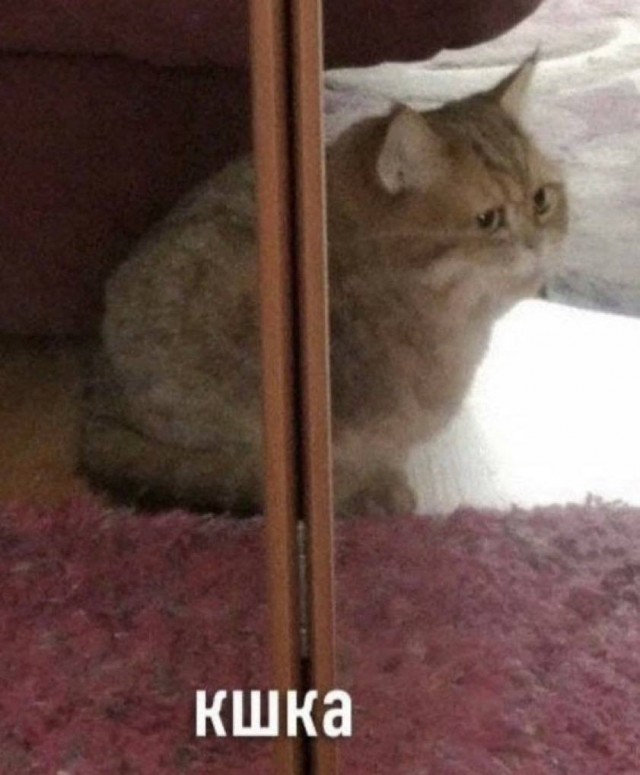 Дегрономикон 4