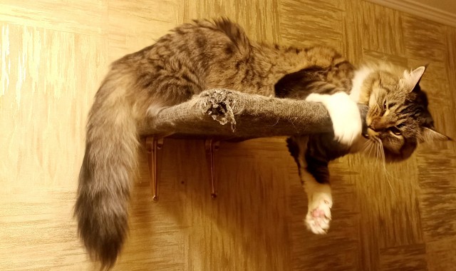 Хвостище к котовторнику