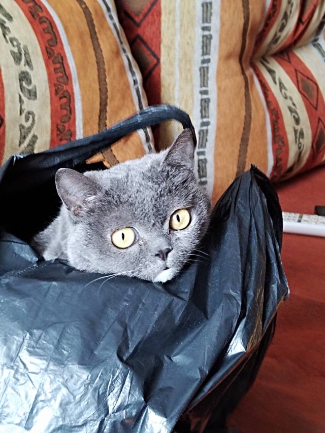 Котовторник же!
