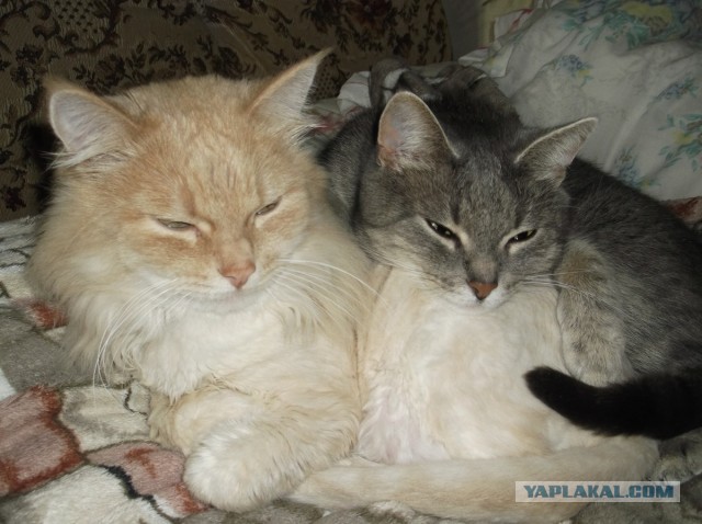 Котовторник 23.07.2013