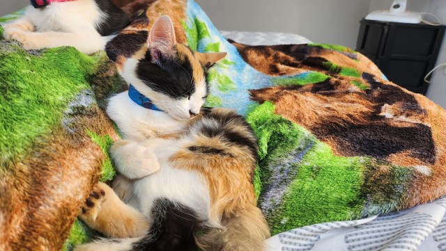 Подобрашки, 2 шт. (котовторник)