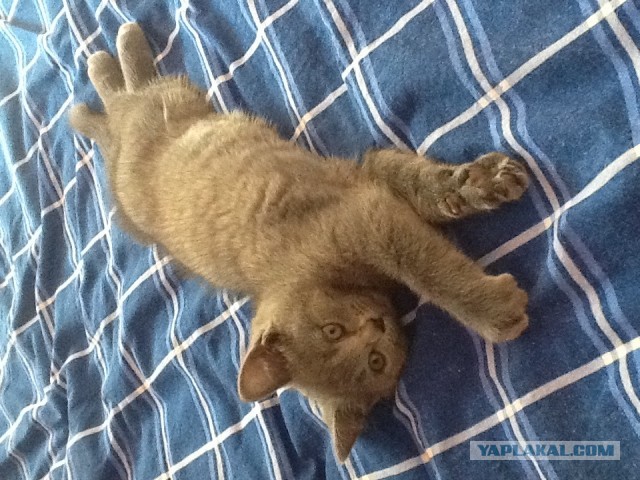 Коты и время