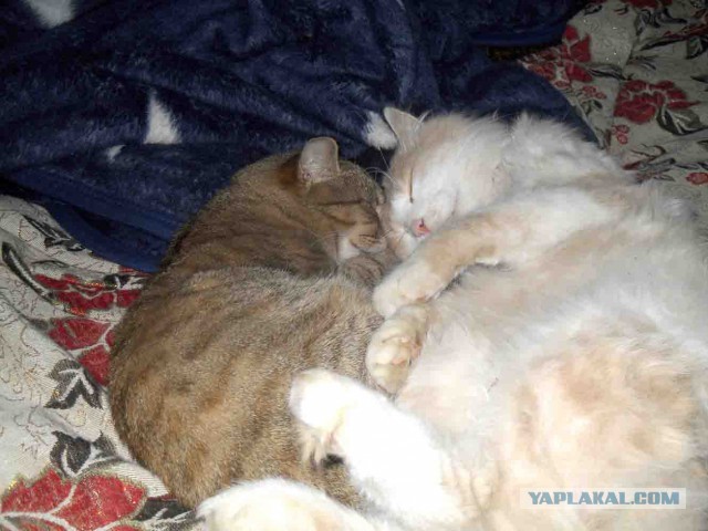 Котовторник 22.10.2013
